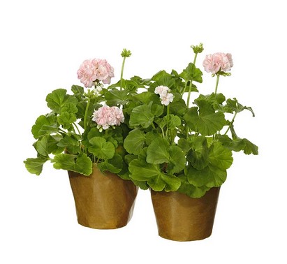 Två pelargoner