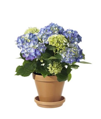 Blå hortensia